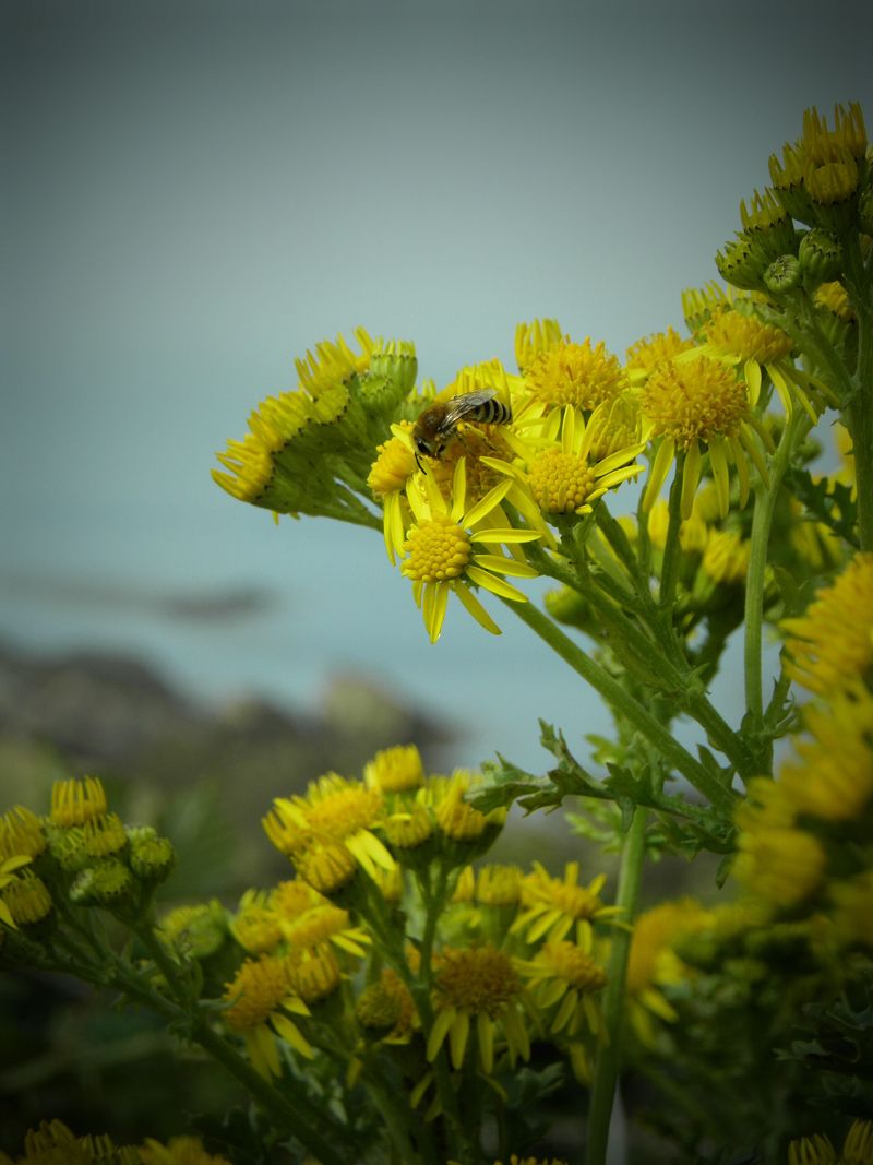 Abeille butinant une astéracée à Ouessant