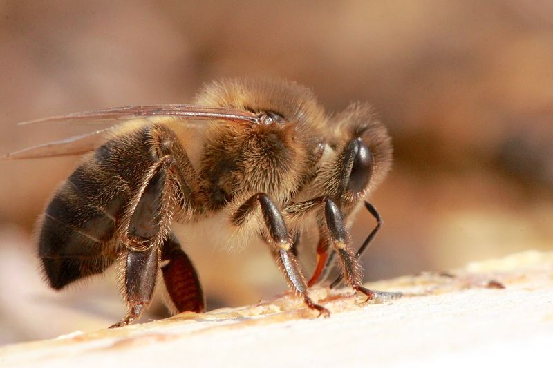 Ouvrière d'abeille noire (Apis mellifera mellifera) vue de profil