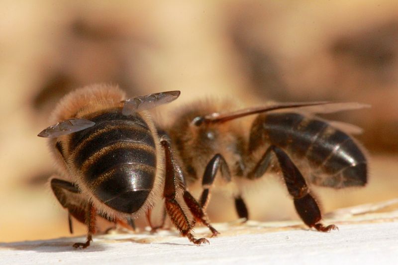 Deux ouvrières d'abeille noire