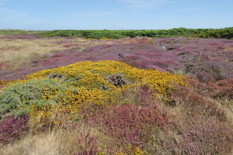 Lande d'Ouessant en fleurs : bruyères et ajoncs