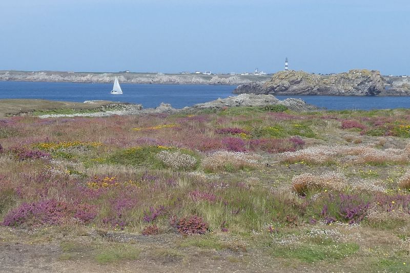 Landes de bruyère face à la mer à Ouessant